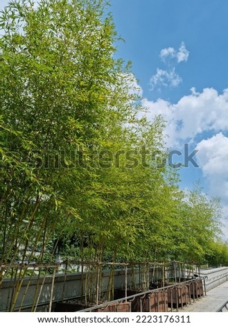 
Blue sky and bamboo forest.