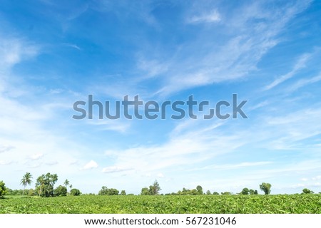 Blue sky and beautiful cloud with meadow tree. Plain landscape background for summer poster. 
The best view for holiday.
