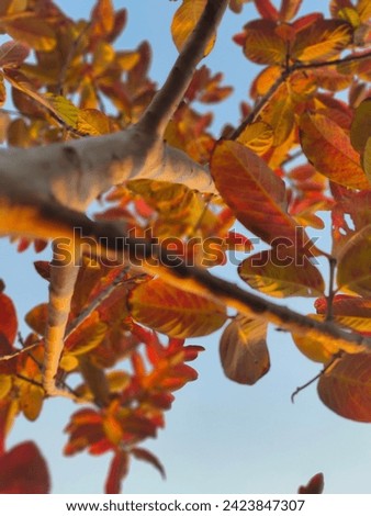 Autumn Nature Sky Bushes