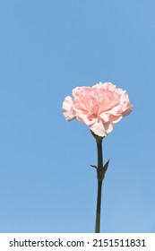 Blue Sky Behind Pink Carnations