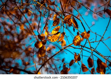 Blue Sky Between Bushes Leaves Tree Stock Photo 2106350207 | Shutterstock