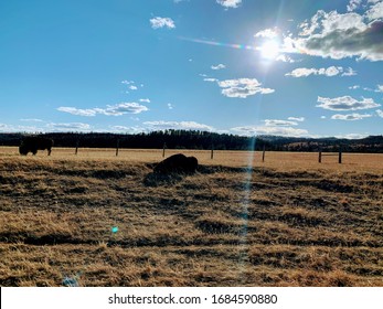 Blue sky bison lying down