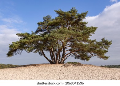 Blue Sky And Blanket Of Cloud Coverage With Solitary Pine Tree On A Hill In The Middle Of The Soesterduinen Sand Dunes In The Netherlands. Unique Dutch Natural Phenomenon Of Sandbank Drift Plain.