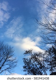 Blue sky with branches