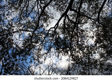 Blue Sky In Chapel Hill, NC