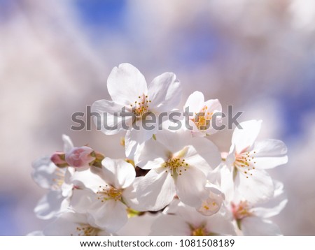 Similar – Blossom pear tree in white flowers