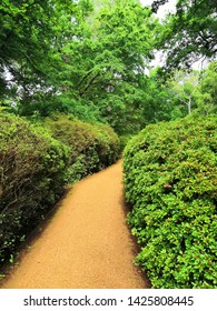 Blue Sky, Clear Path Through Green Shrubs