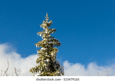 Blue Sky, Climate Change Winter At Southern California, Big Bear Mountain, San Bernardino, 2016