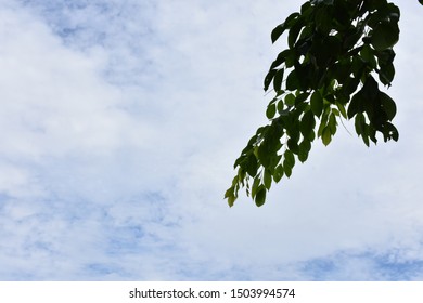 blue sky cloud green leaf bright air 