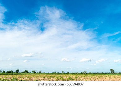 Blue sky and cloud with tree field, landscape view.