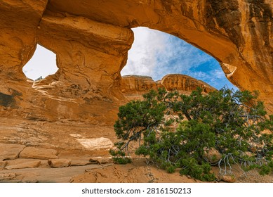 Blue sky and clouds frame through a sandstone arch opening with a juniper tree in the foreground, Devils Garden, Arches NP.
