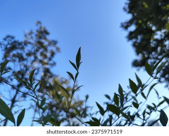 Blue sky, clouds. image of tree and branches. background photo.