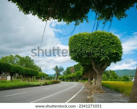 Blue sky and clouds with manicured trees on the road in Bay Bay.