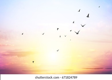 blue sky with clouds and seagull silhouette 