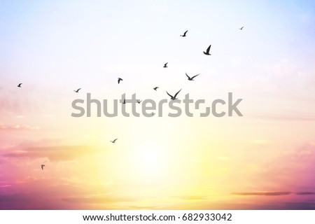 blue sky with clouds and seagull silhouette