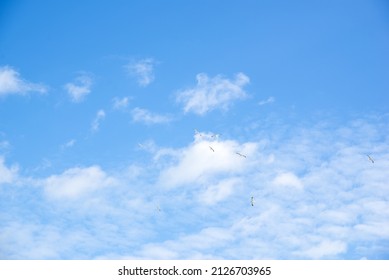 Blue sky with clouds. Seagulls are flying in the sky. Wallpaper, Background.