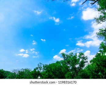 Blue sky with clouds and Tree