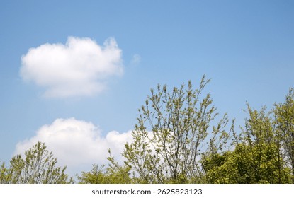 The blue sky and clouds with trees.
