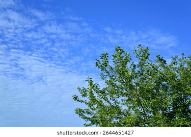 Blue Sky with Clouds and Trees