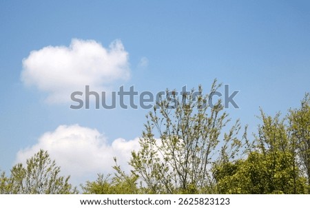 The blue sky and clouds with trees.
