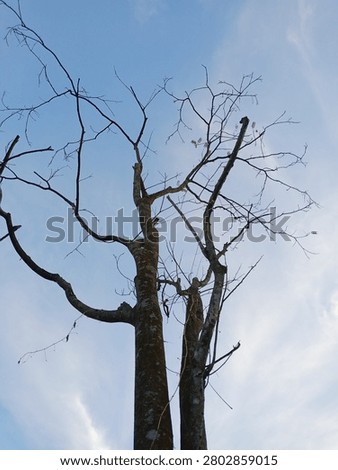 A blue sky and a dead tree that remains steadfast.