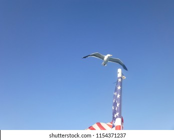 blue sky to fly free.