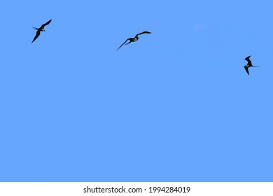 Blue Sky With Flying Frigate Birds