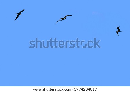 Blue sky with flying frigate birds