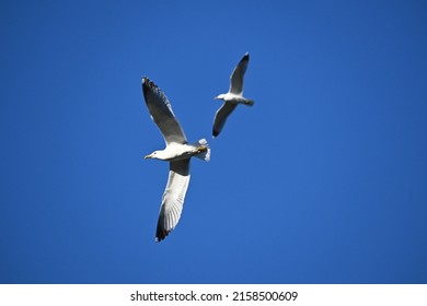 Blue sky and flying seagull. seagulls soaring in the blue sky. Seagulls fly high in the cloudless sky. Birds of prey fly in the clear blue sky.Sea gull bird animal closeup isolated - Shutterstock ID 2158500609