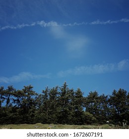 blue sky forest tree cloud