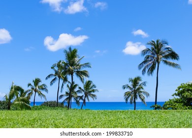 Blue sky and grass and palm trees