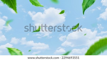 Blue sky and  green Floating Leaves Flying Leaves Green 