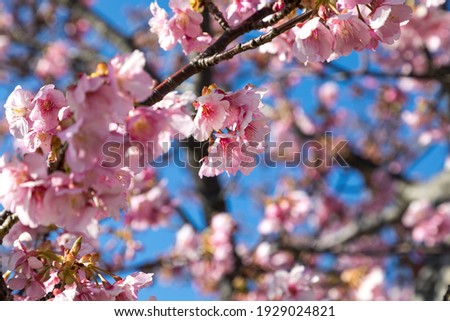 Blue sky and Kawazu cherry blossoms, Ichikawa City, Chiba Prefecture, Japan