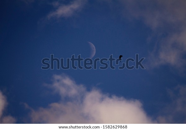 Blue sky. Moon (crescent). Paraglider. Extreme\
parachute flight in the sky. Against the background of blue sky and\
moon, a paraglider flies. Extreme paragliding in the sky. Selective\
focus.