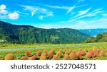 Blue sky, mountains and kochia in Yuzawa Town, Minamiuonuma District, Niigata Prefecture