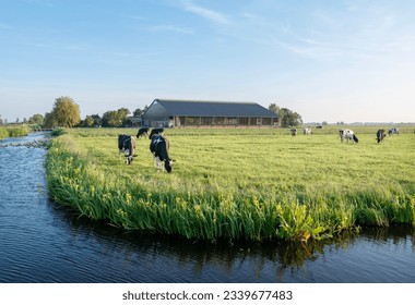 blue sky over black and white spotted cows and farm in the green heart of holland near amsterdam in evening sunlight