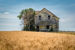 Blue Sky Over An Old, Abandoned Yellow Home On The Prairies Outside Tuxford, Saskatchewan With A Wheat Field In The Foreground