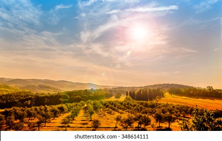 Blue Sky Over Olive Field In Tuscany