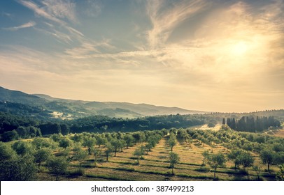 Blue Sky Over Olive Field In Tuscany