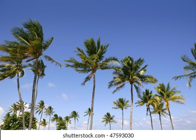 Blue sky palm trees in Florida tropical summer