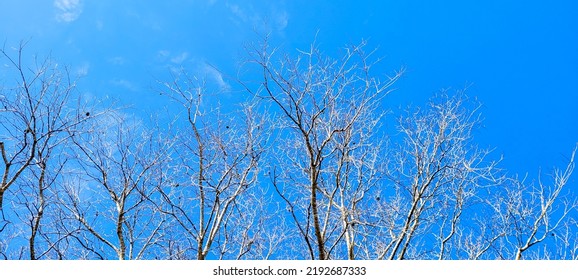 blue sky in park with dry trees in winter which can be used as background - Powered by Shutterstock