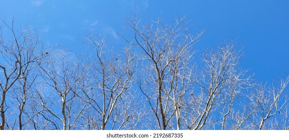 blue sky in park with dry trees in winter which can be used as background - Powered by Shutterstock