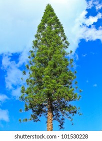 Blue sky Pine