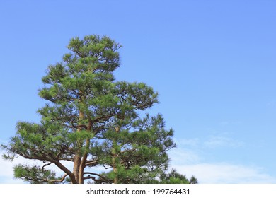 Blue Sky And Pine