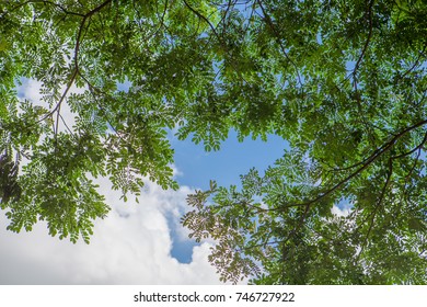 Blue Sky Rain Tree Leaf Silhouette Stock Photo (Edit Now) 746727922