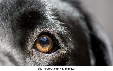 Blue sky reflected in dogs eye