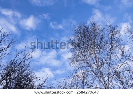 Similar – Image, Stock Photo Bare bushes by small lake in meadow in nature reserve