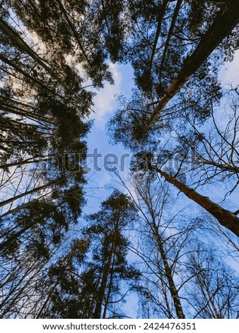 The blue sky through the tall pines calls to the height. High quality photo