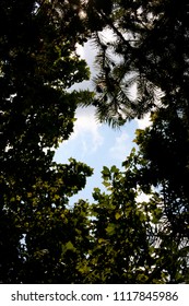 Blue sky through the trees