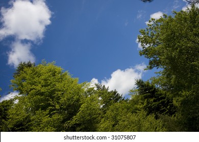 blue sky through trees
